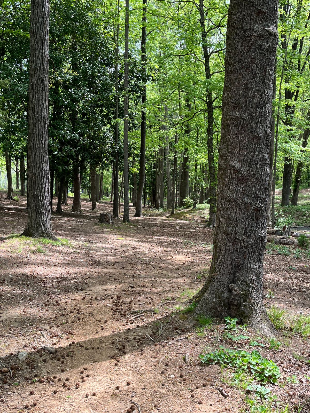 Fairway to hole 6