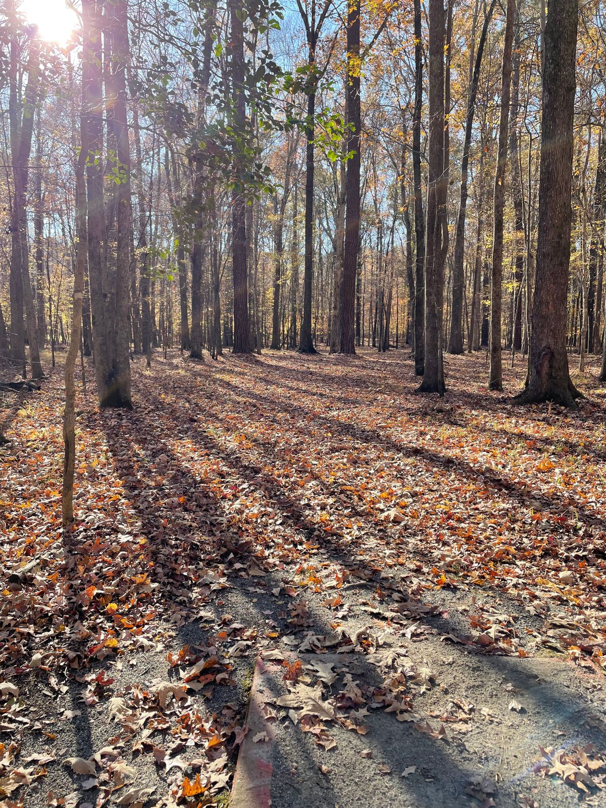 Hole 15 tee