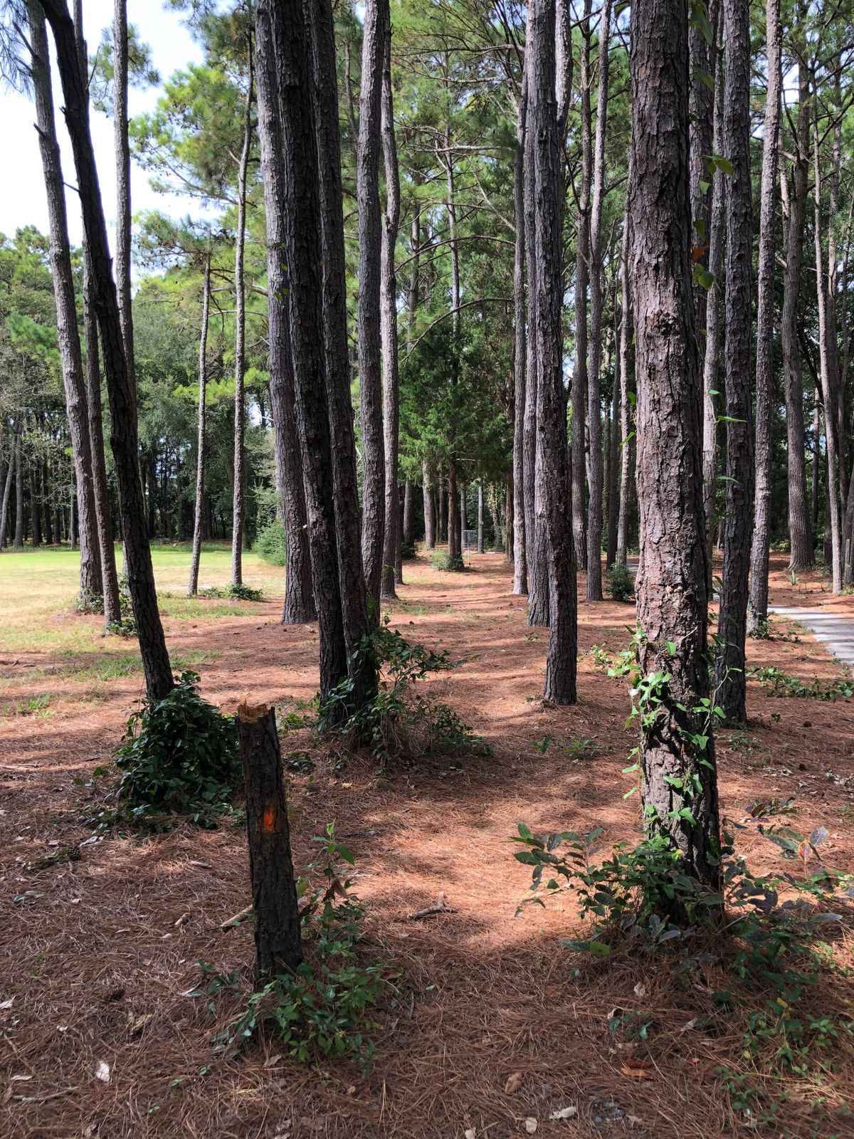 Hole 8 (tee pad is a little further back)