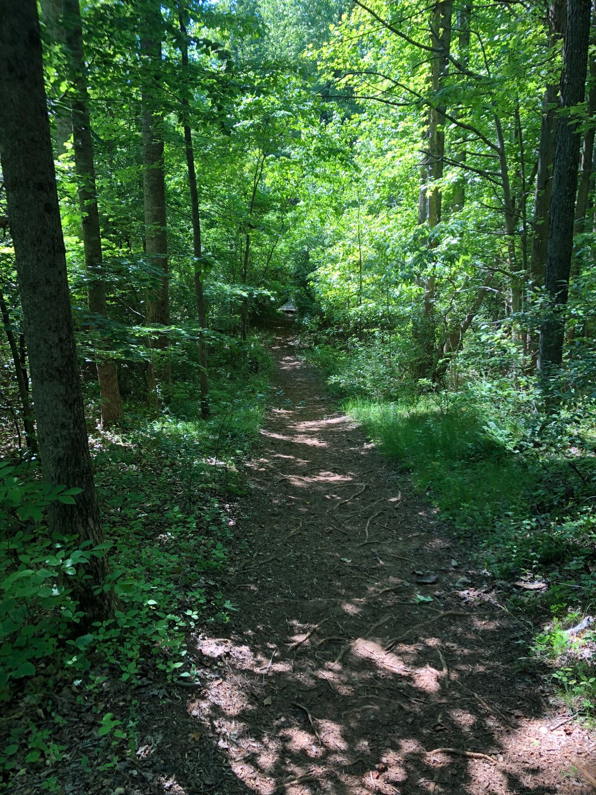 Path to 6th tee