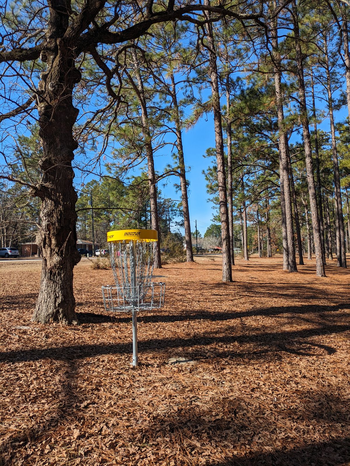 Basket #4. The gnarled oak.