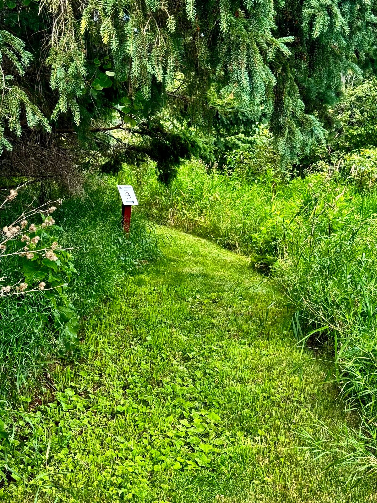 3rd tee