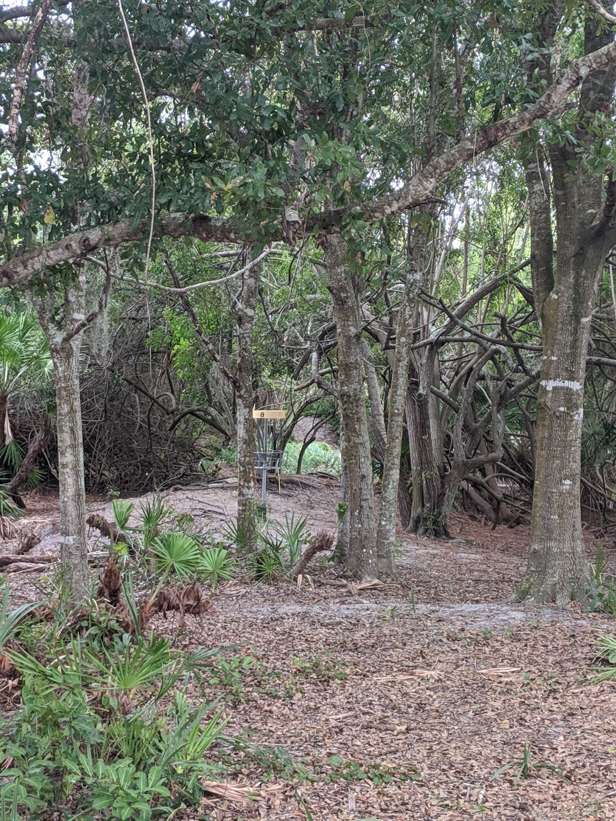 A couple holes are out a little more in the open without as much overhead foliage.