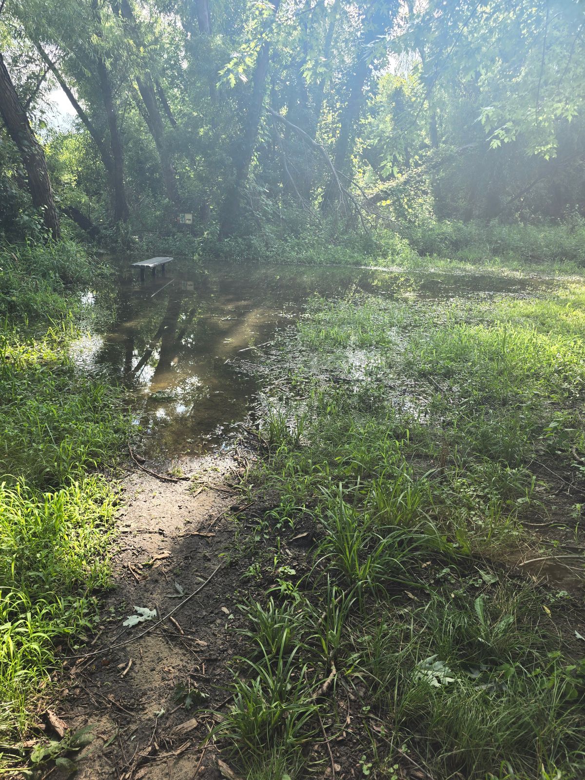 Swamp