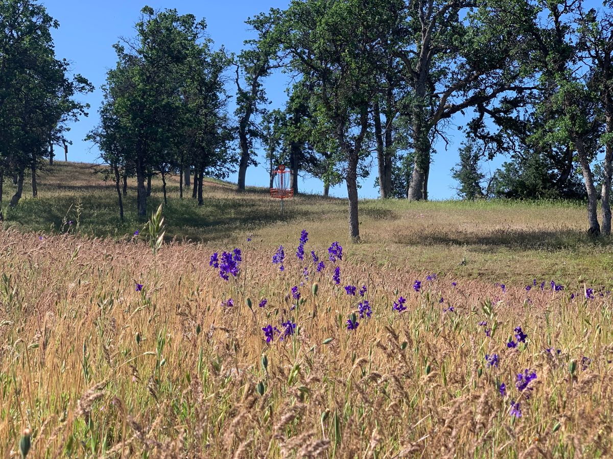 Lots of wildflowers this spring.
