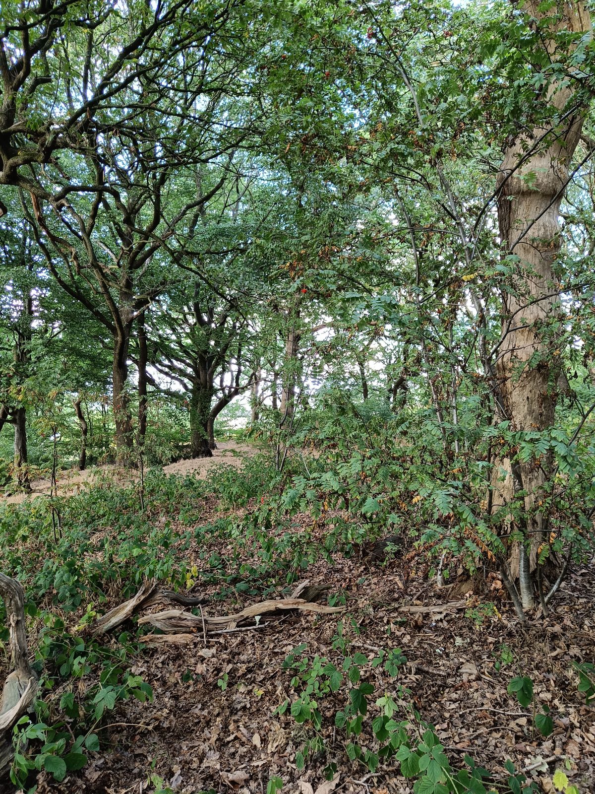 Four Stumps Hole 9 Tee - Across the hill side to Main Basket 3