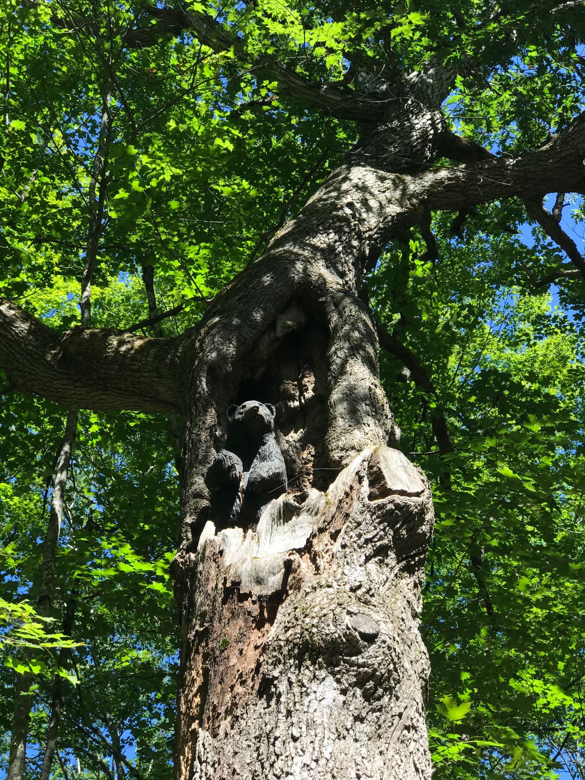 BEAR!