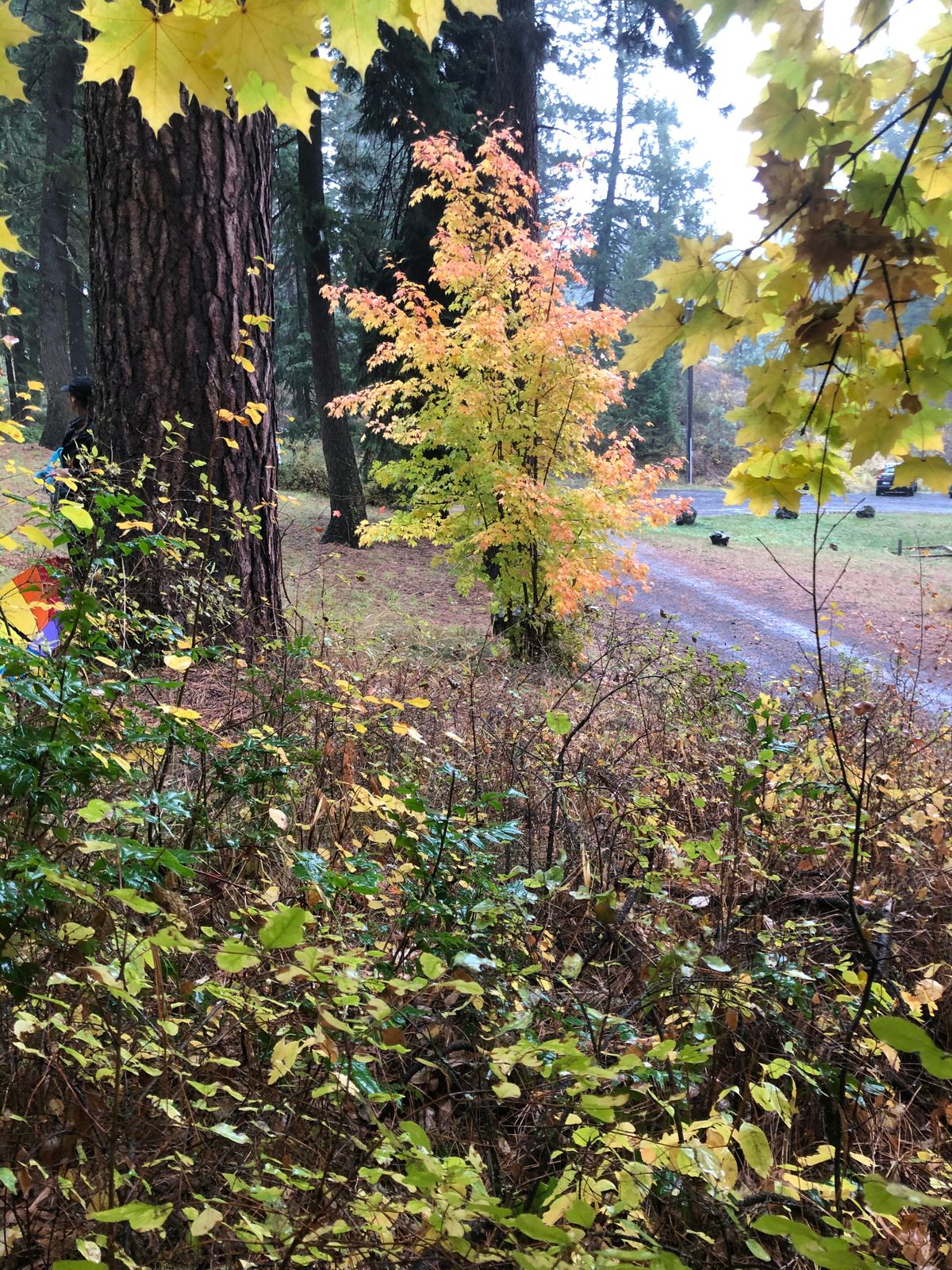 Beautiful Fall colors.