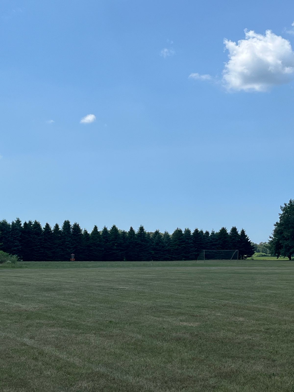The Pine trees