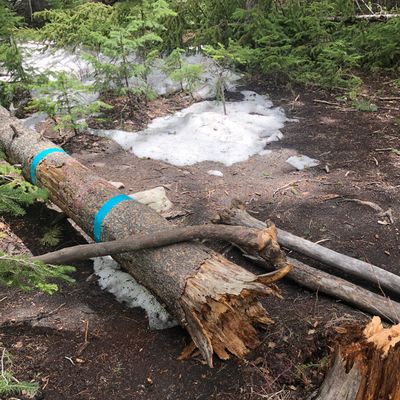 Downed tree for #13