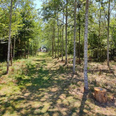 Hole 7 tee area/basket. Low tunnel shot with basket perfectly straight position. Short but very unforgiving if you don't thread the needle. Break out those straight flyers and rollers.