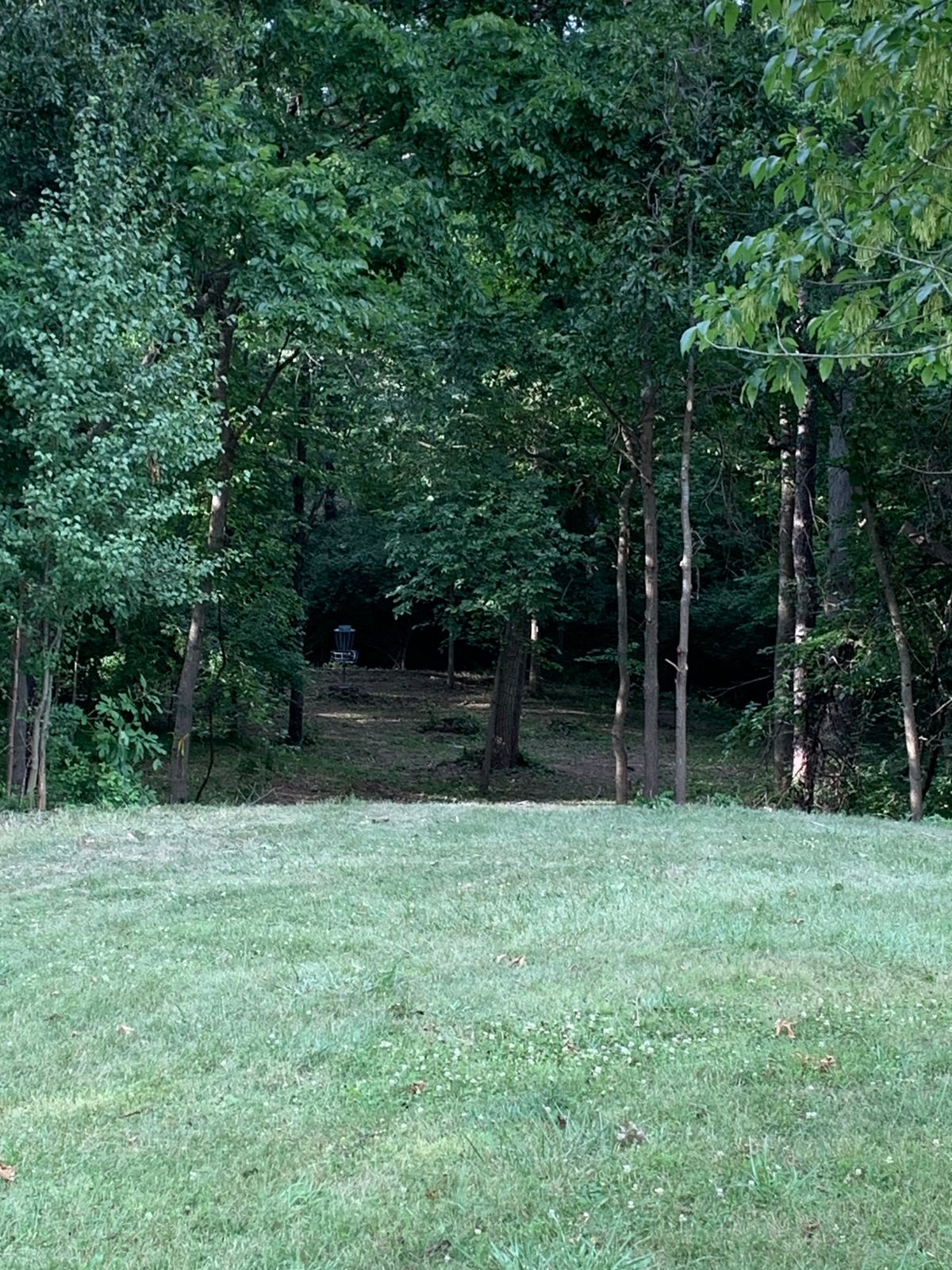 Opening gap of woods view. 