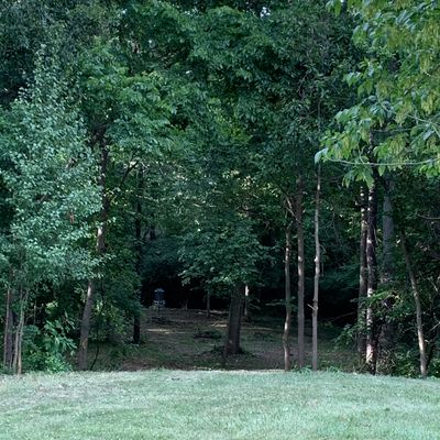 Opening gap of woods view. 