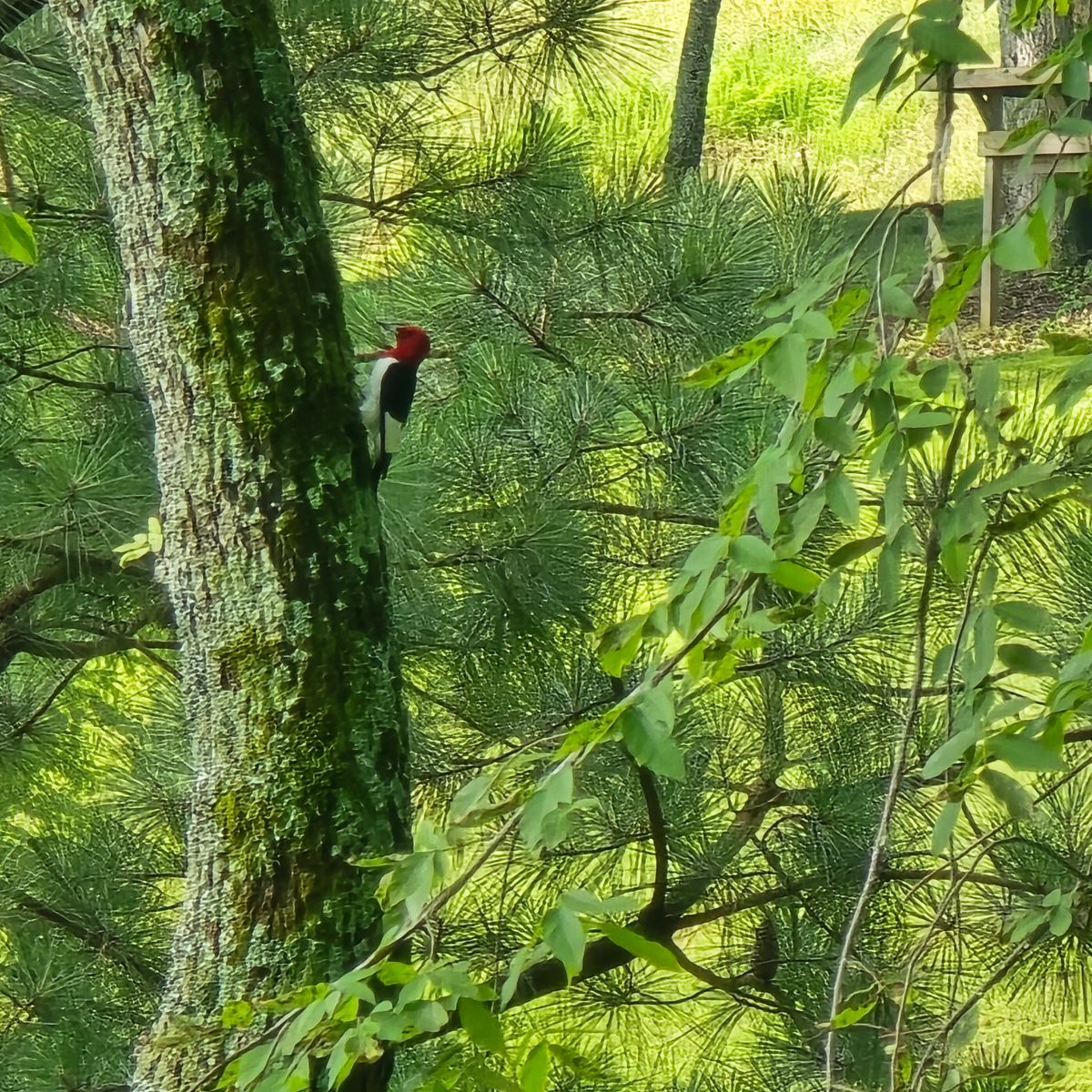 Red headed woodpecker with hole #11 tee pad in background.