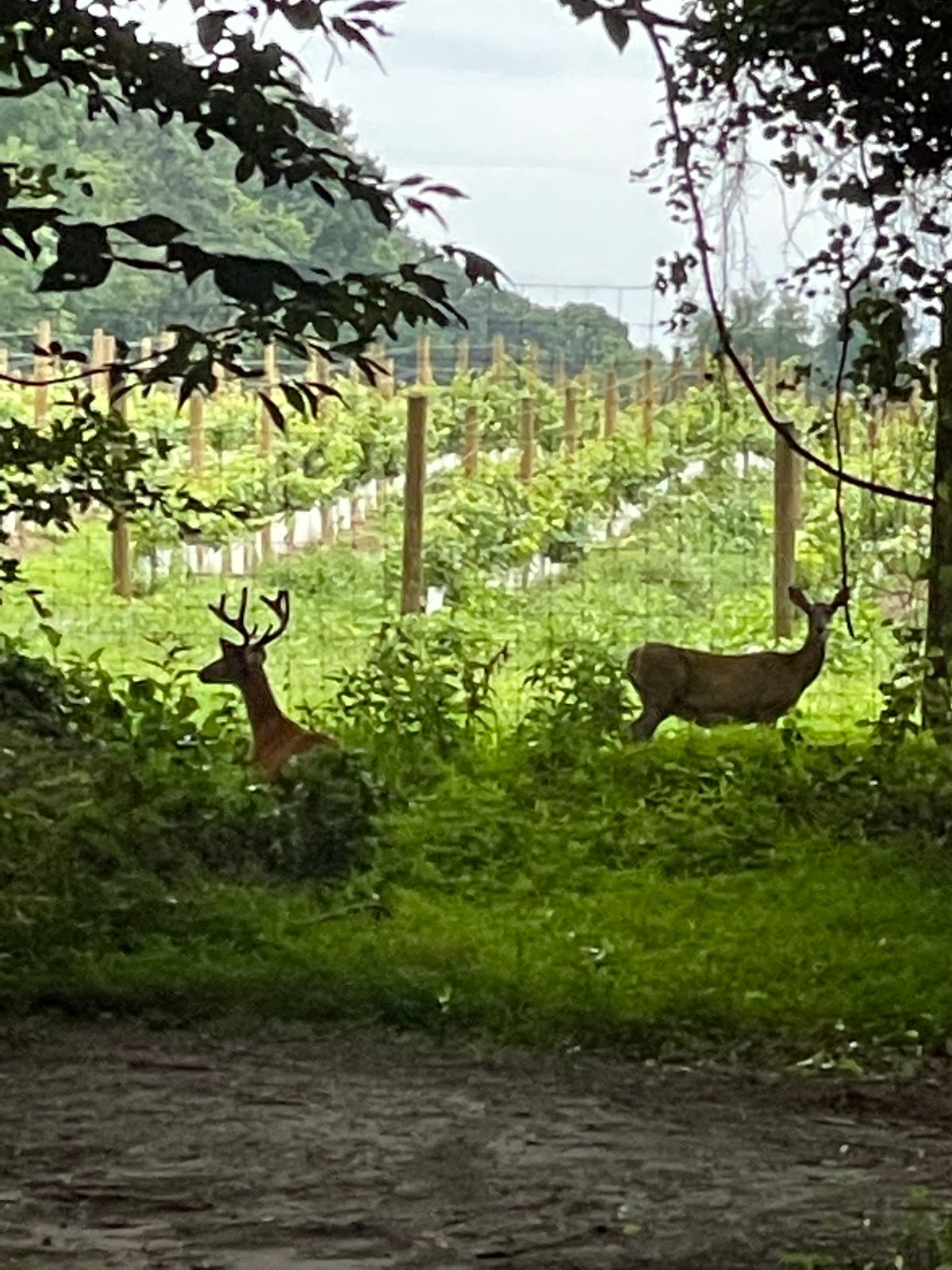 Spectators