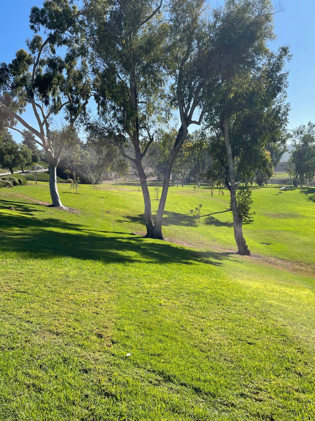 Hole 1 target tree is middle of these three trees.