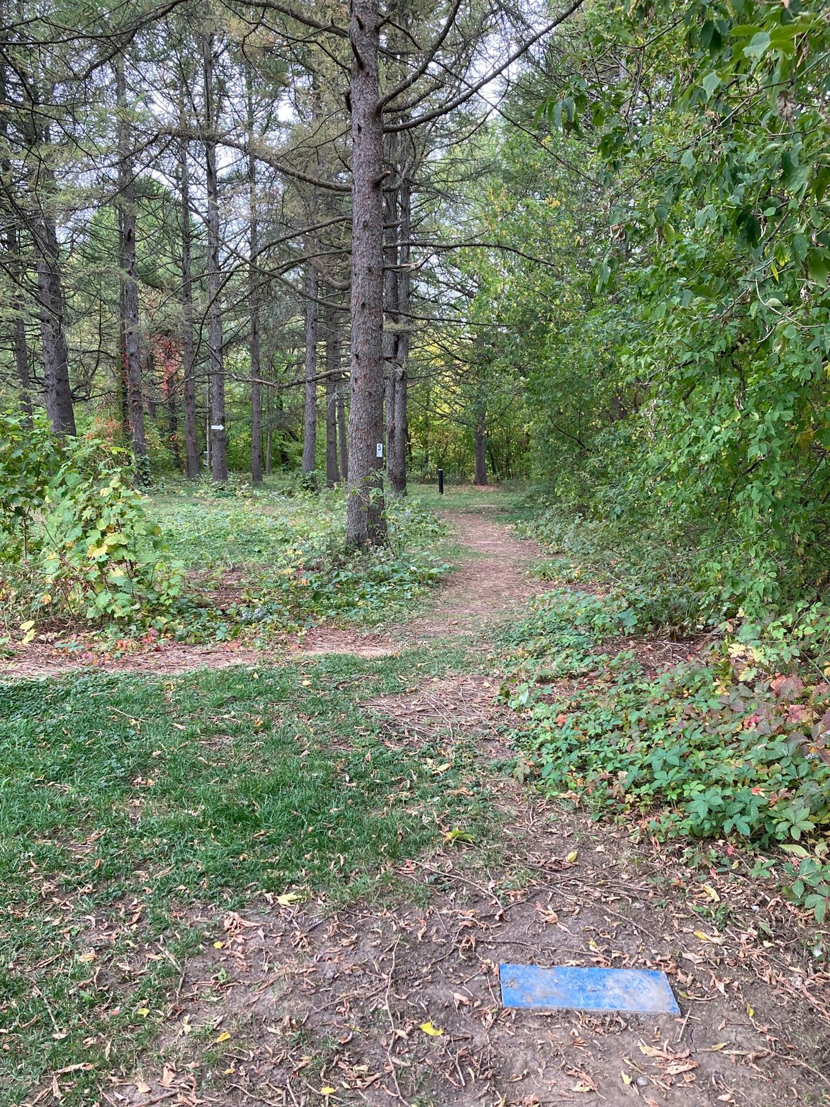 Départ #5, panier légèrement à gauche au bout du sentier