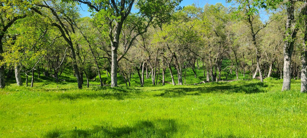 Lots of trees and grass