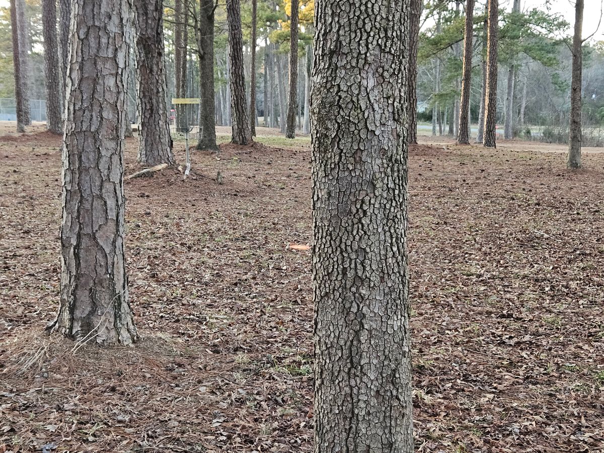 13th, slammed the trees too many times