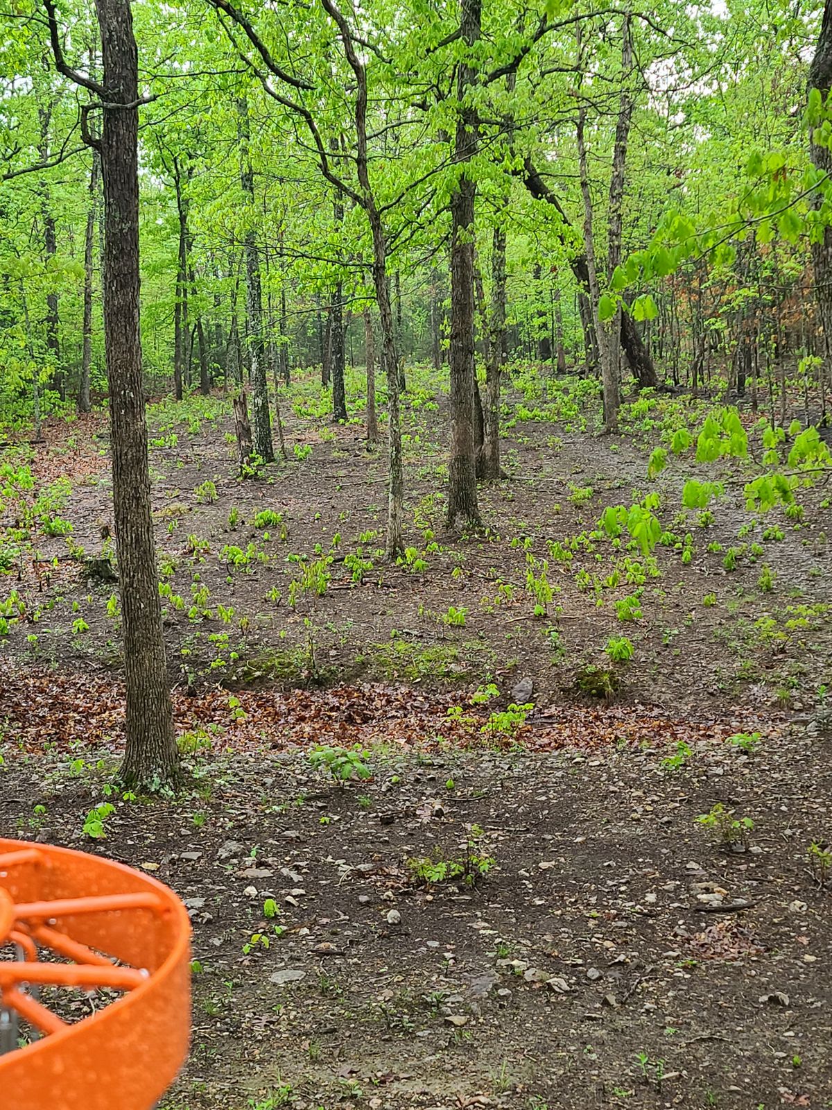 Hole 3 basket looking back towards tee pads