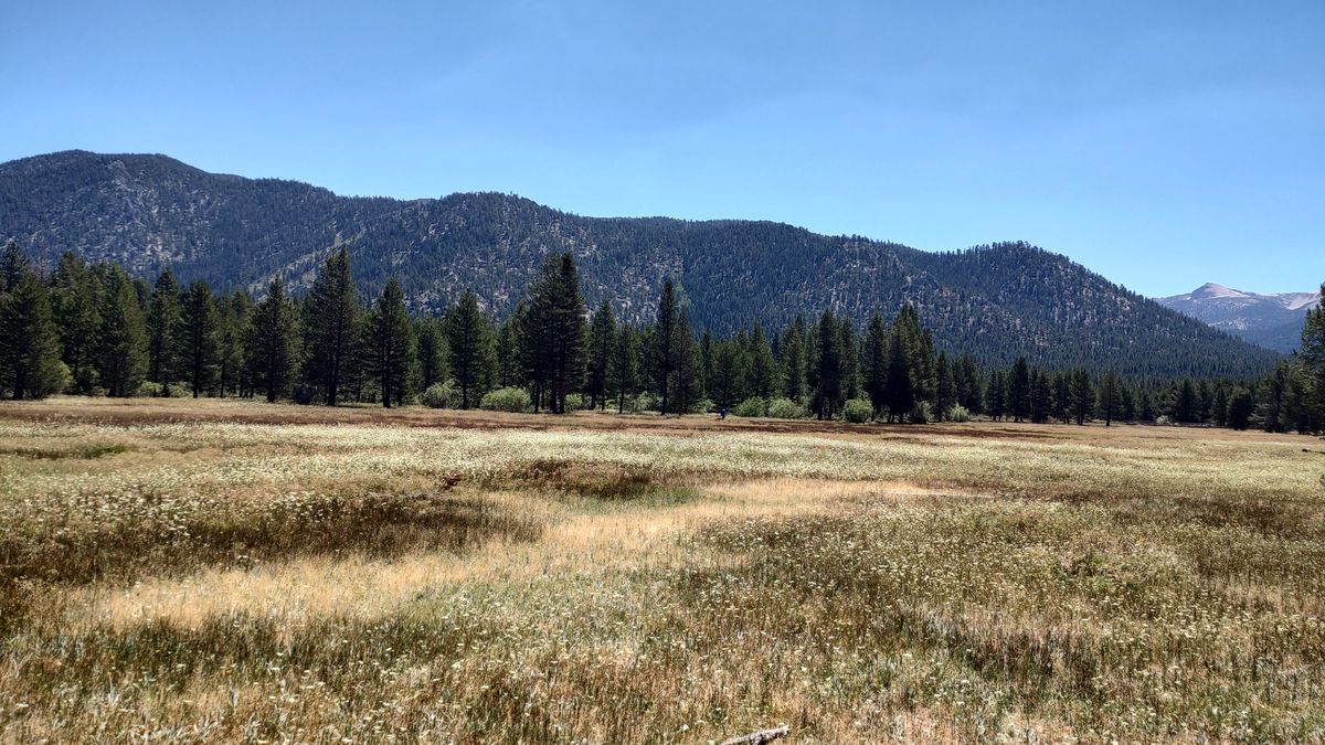 Open meadow adjacent course.
