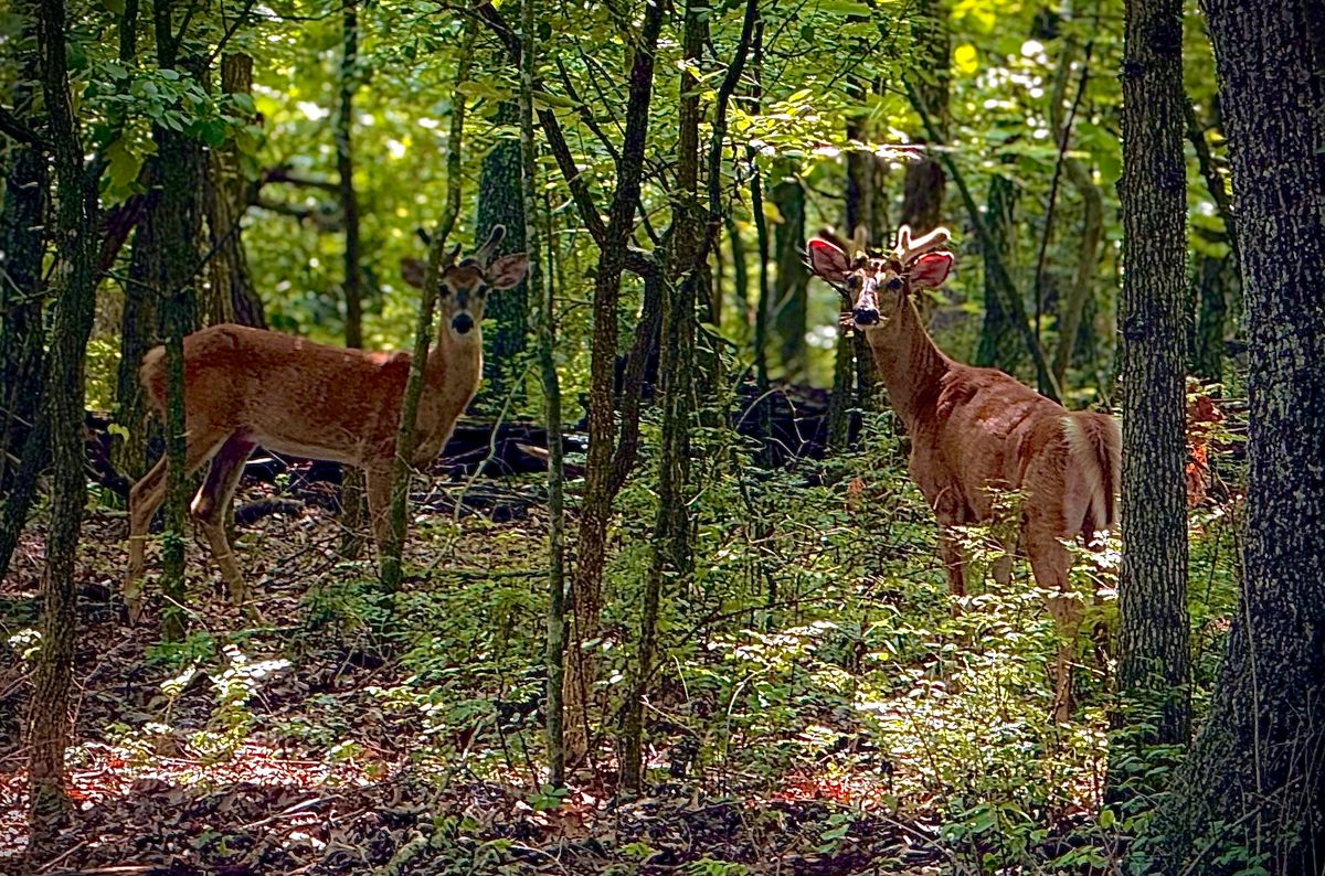 Deer 🦌