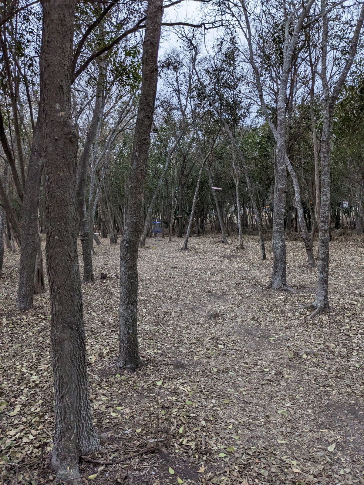 Some really fun / challenging lines on the forest side