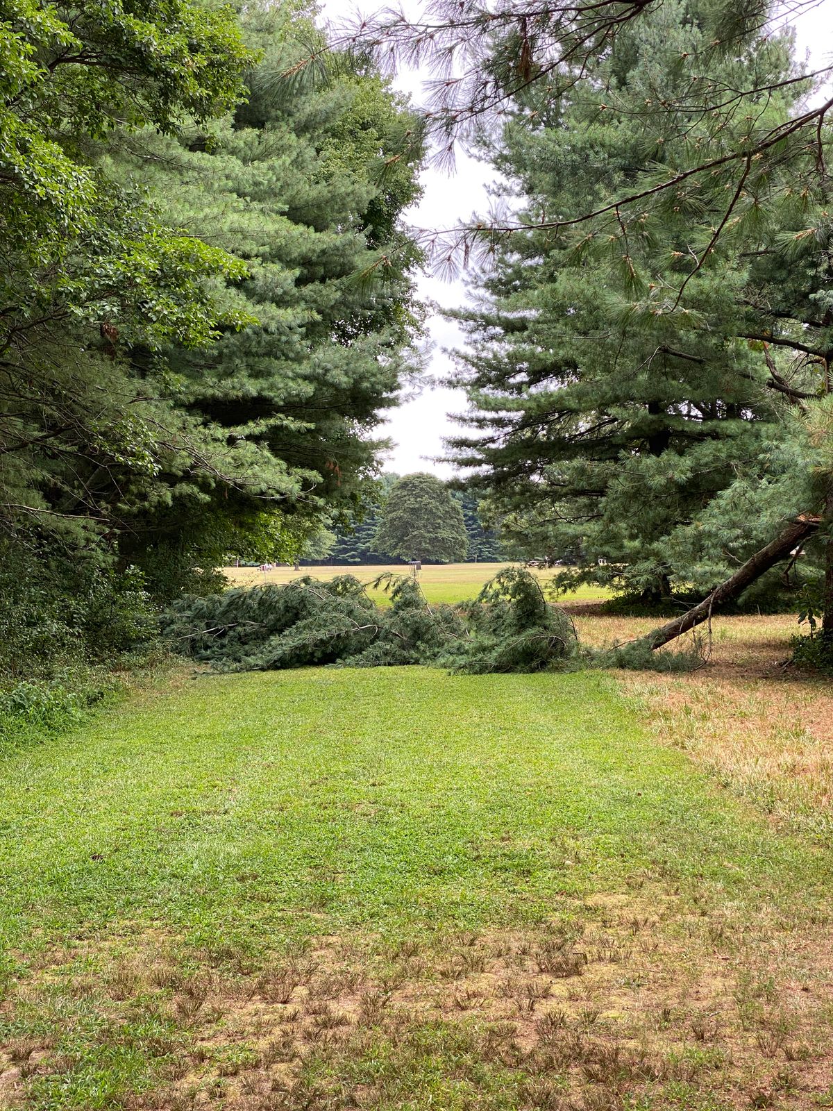 Tree down on 17.
