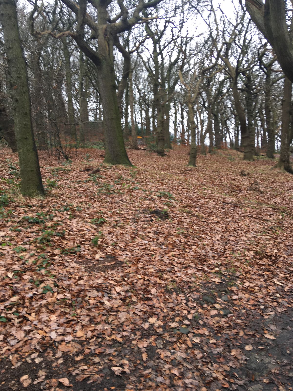 Main Hole 1 - Four Stumps Hole 3