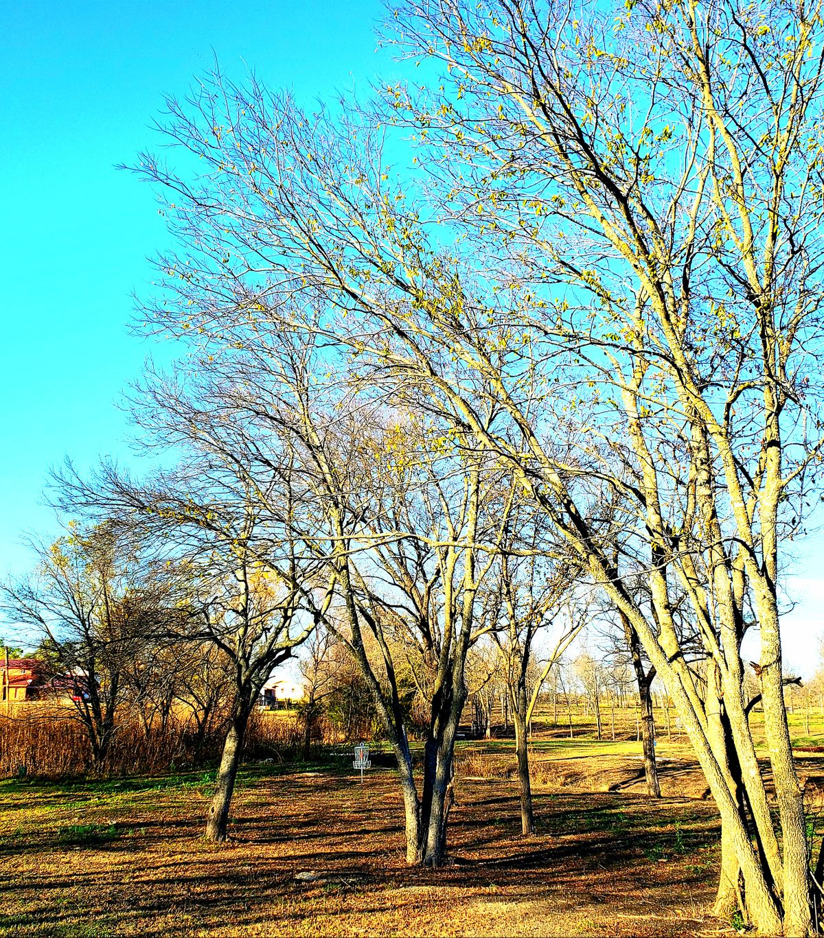 Hidden among several guardian trees.