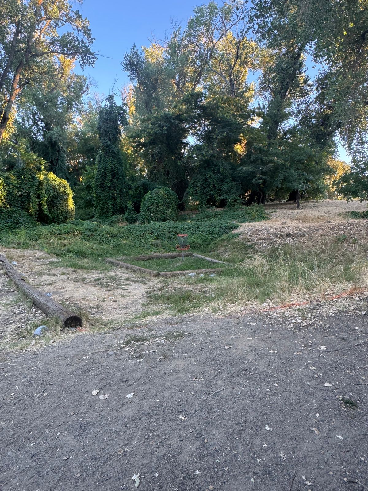 Island hole 15