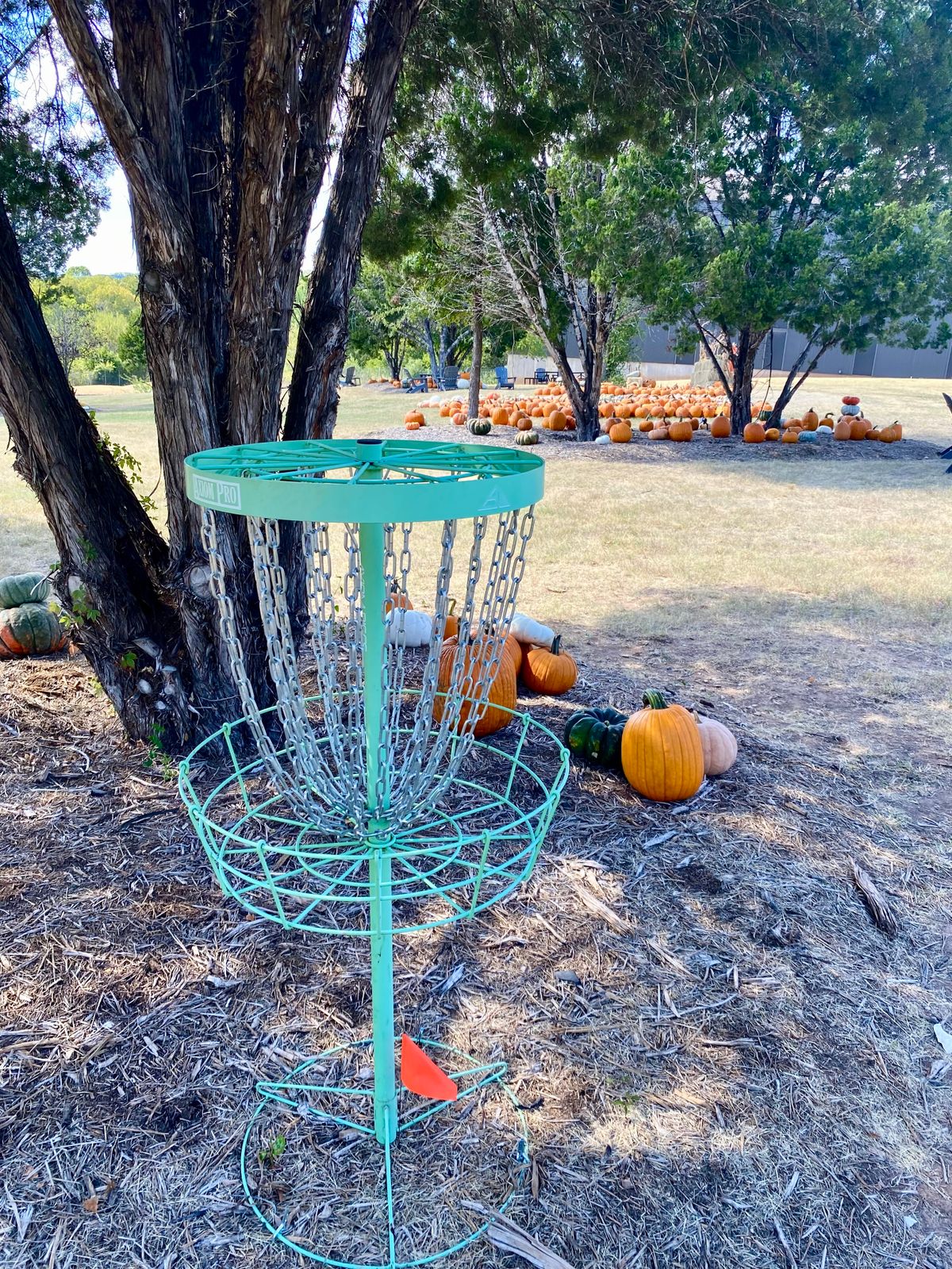 Basket 5 close up in the pumpkin patch!