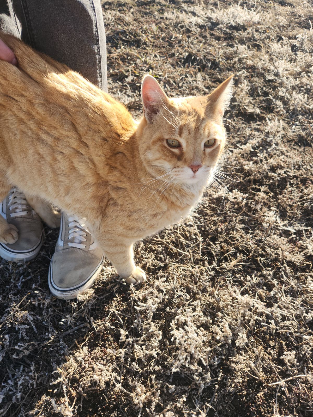 Course mascot - pet for good luck