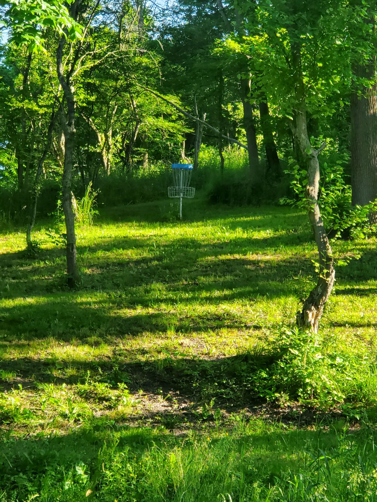 Hole 8 basket