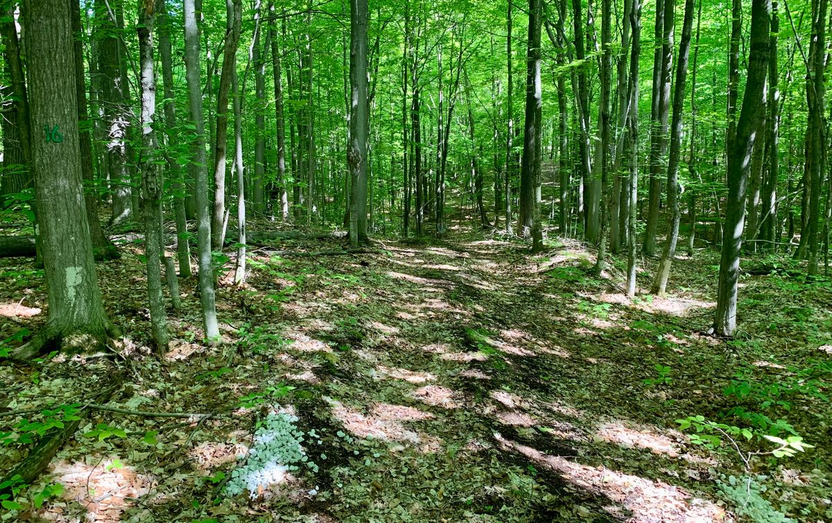 Hole 16