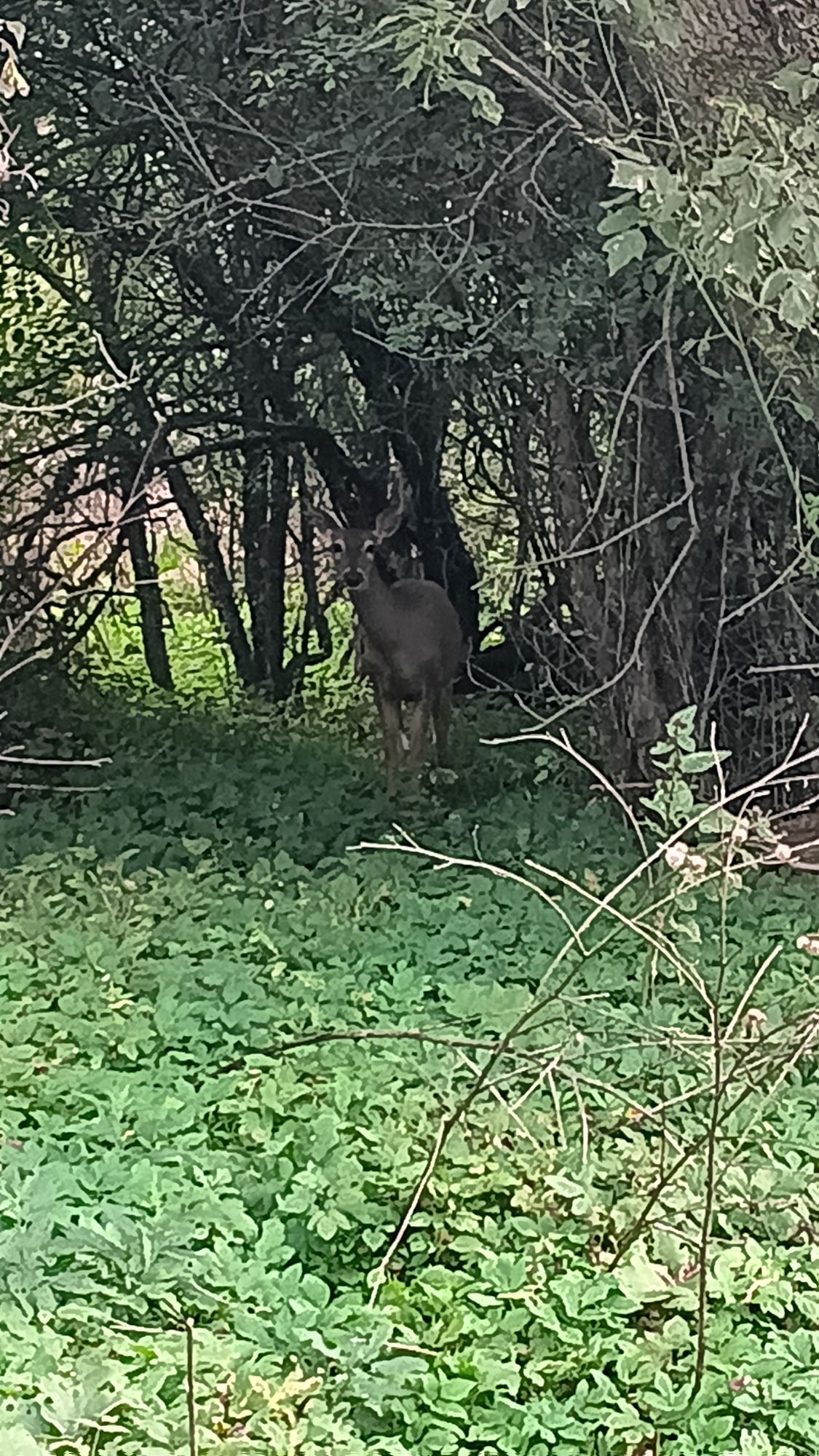 Hole 15