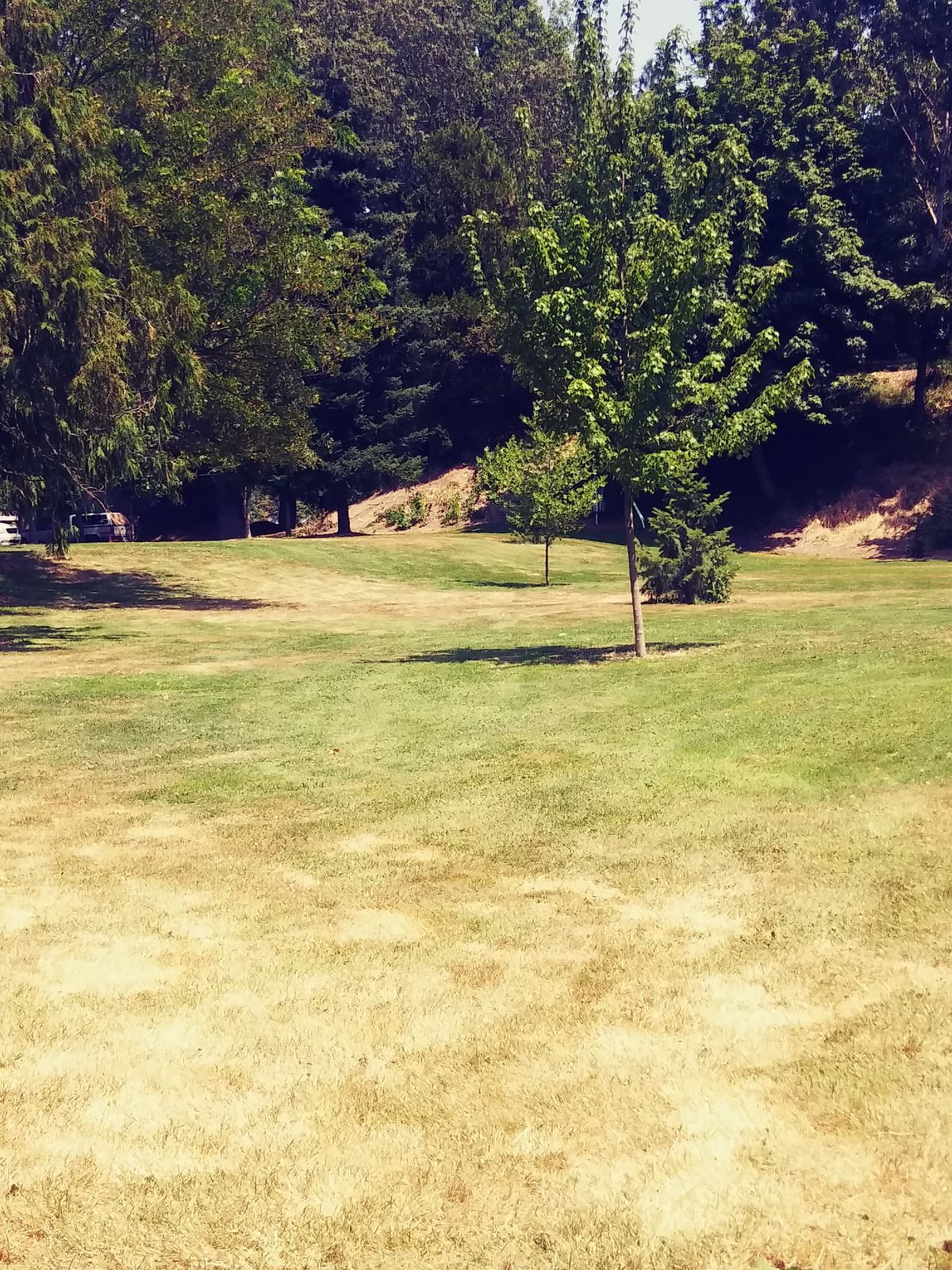 Hole 8 thru middle of tree up on a small slope
