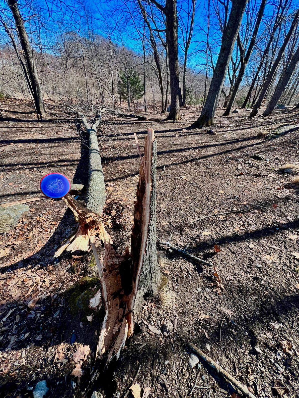 3/8/25 tree down across the fairway of hole 2.