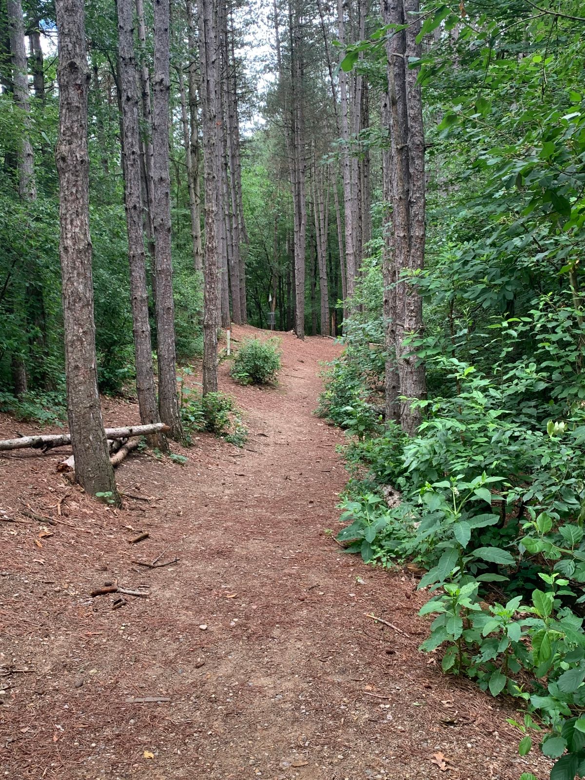 Hole 2 Tee