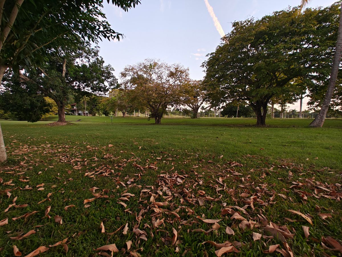 Parque de árboles de mango...