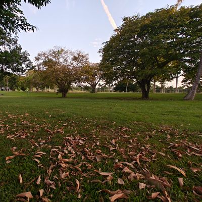 Parque de árboles de mango...