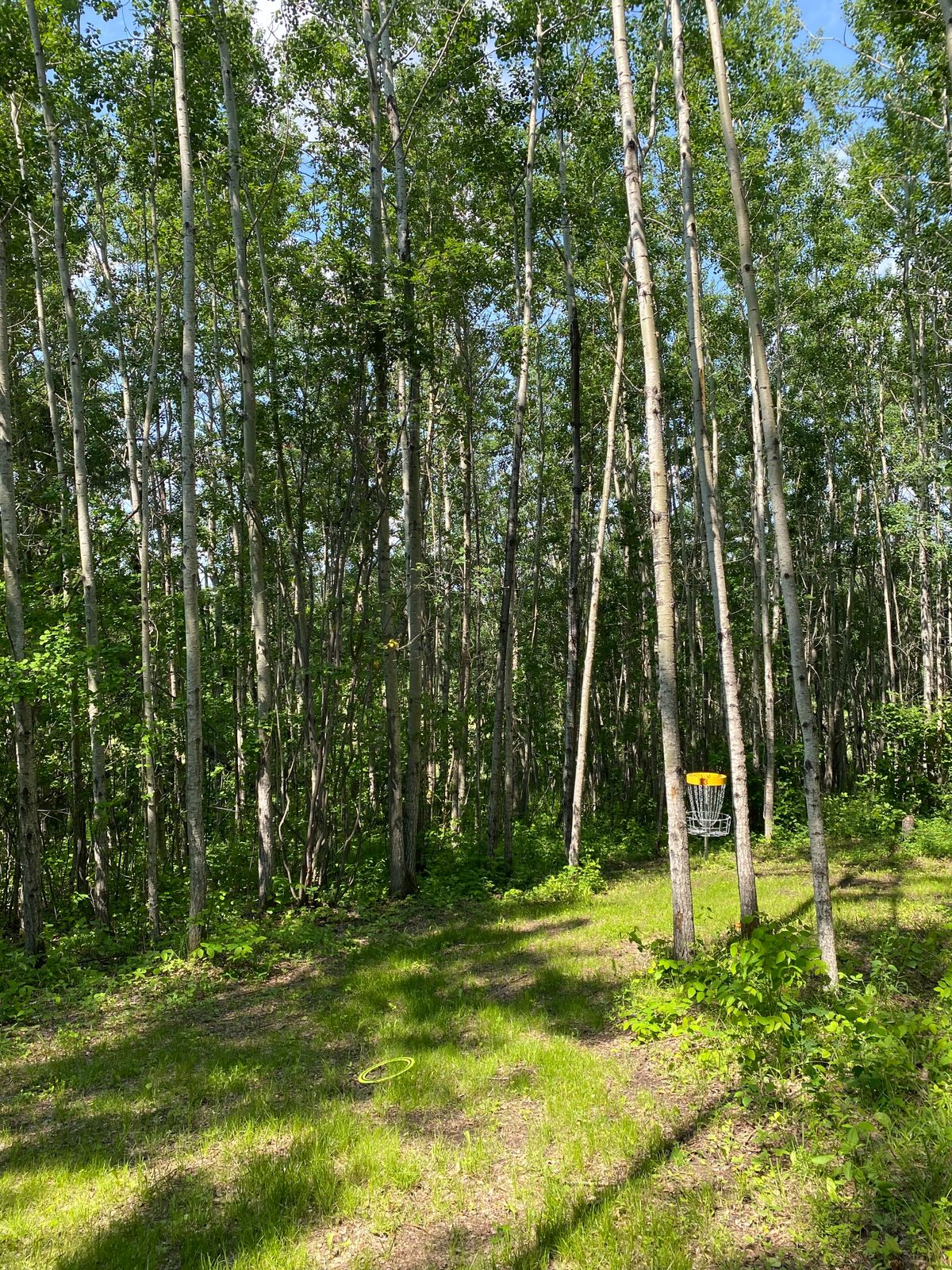 Hole 13 Basket in the woods