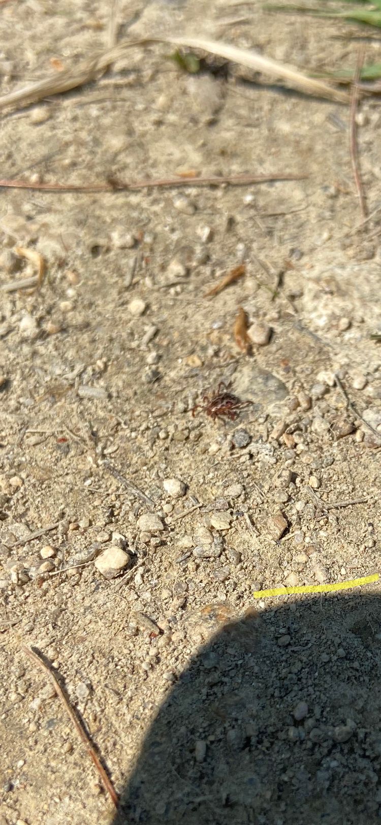 We found close to 100 ticks between two dogs and two humans. Mostly on the dogs. Please check pets.