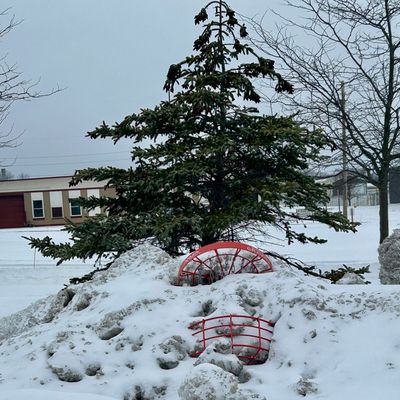 Hole 7 basket buried by plow.