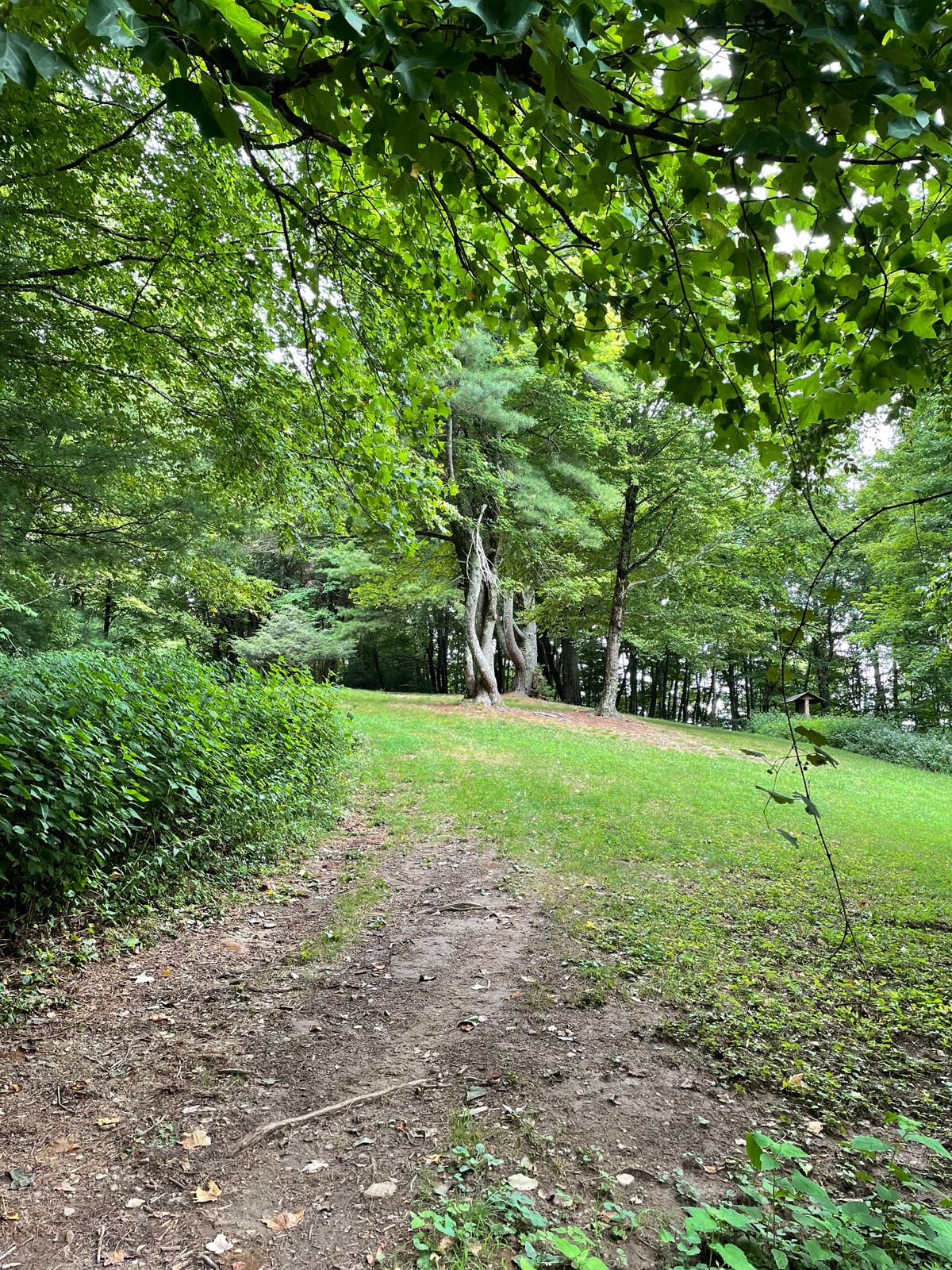 Hole 5 tee. Forehand hyzer or backhand turnover shot here.
