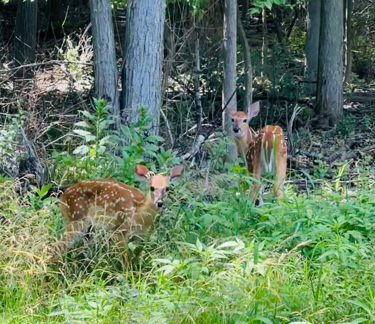 2 fawn watching us make our way to the next tee…