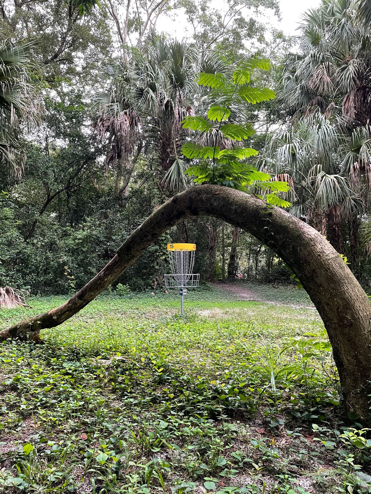 Hole 15