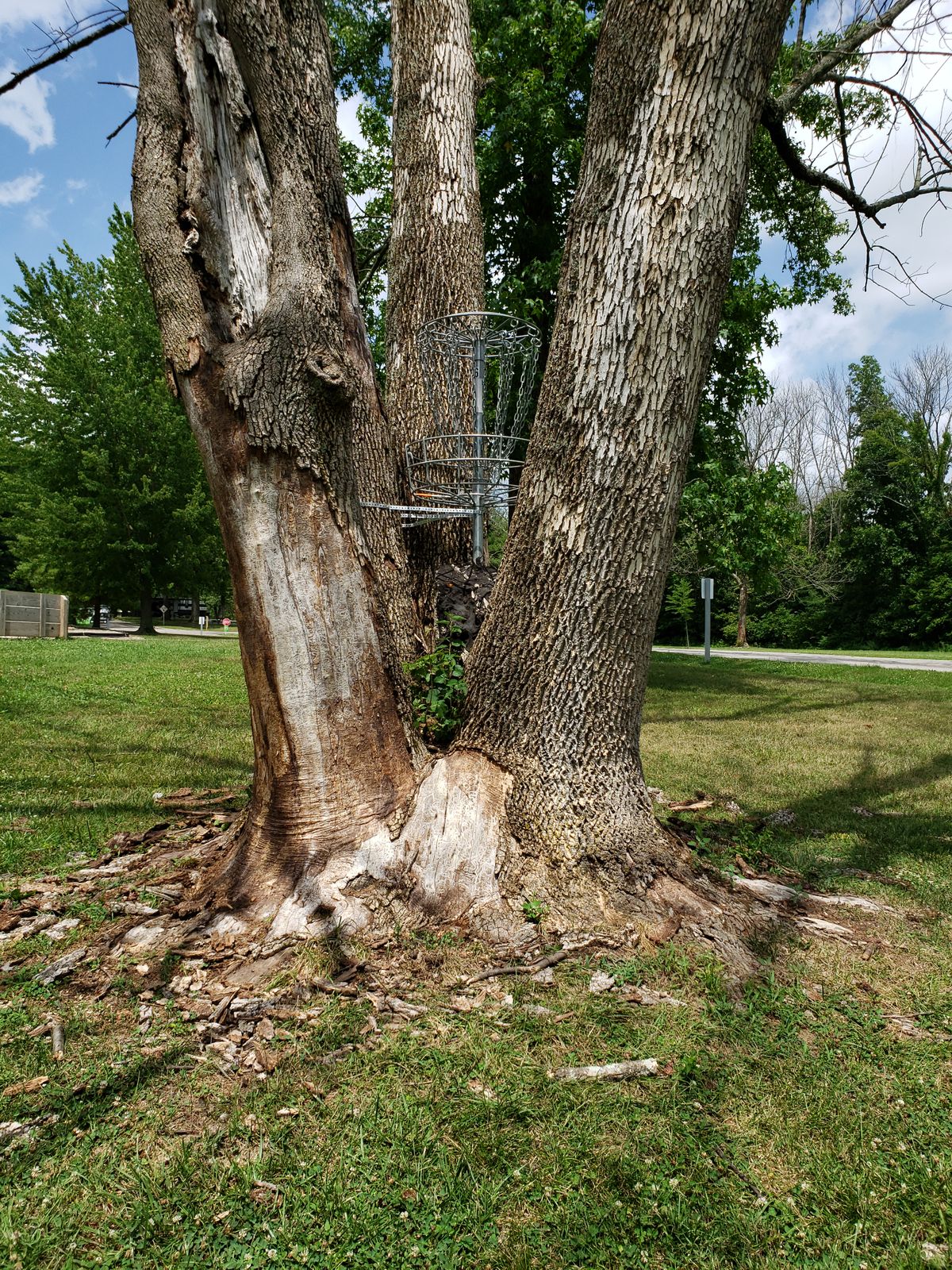 #6 Basket in tree side view.