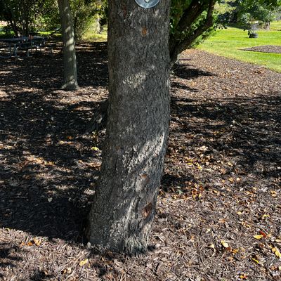 Drop zone marked on the mando tree for holes 3 & 4