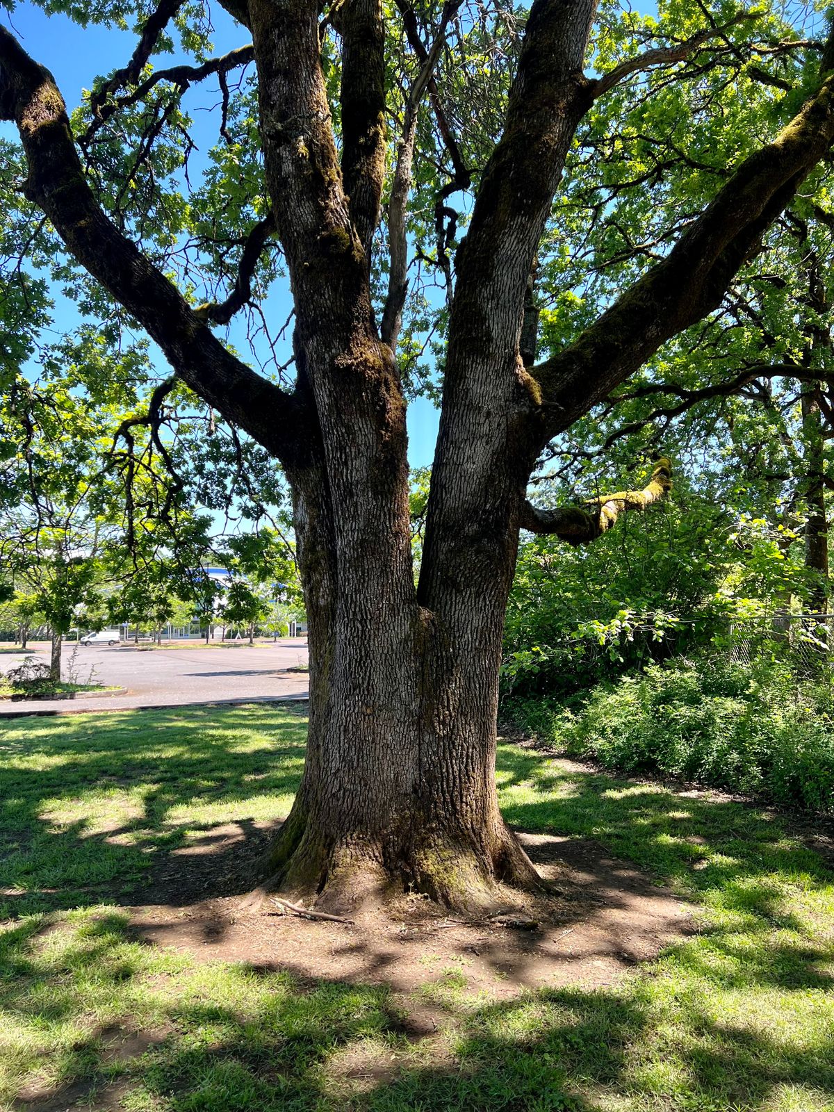 Hole 1 tee tree